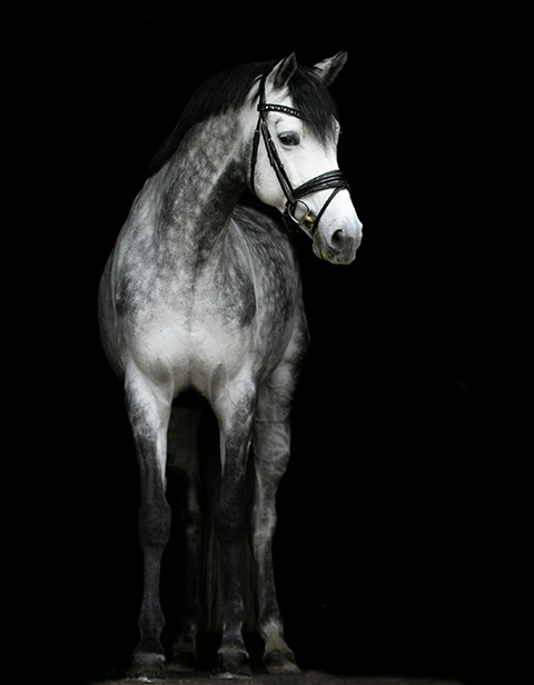 Dezember-Trakehner-Hengst