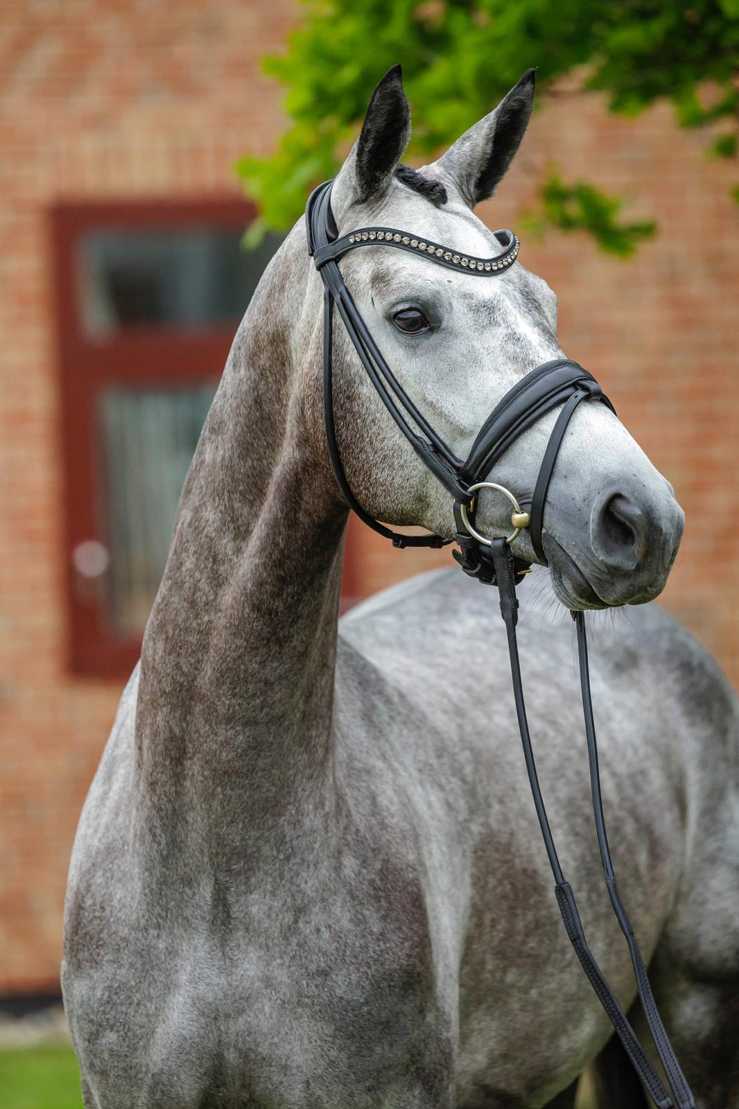 biennale-trakehner-stute-2023