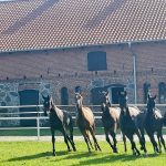 Trakehnergestuet-Rosnowo-Pferde2