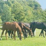 Trakehnergestuet-Roznowo-Pferde