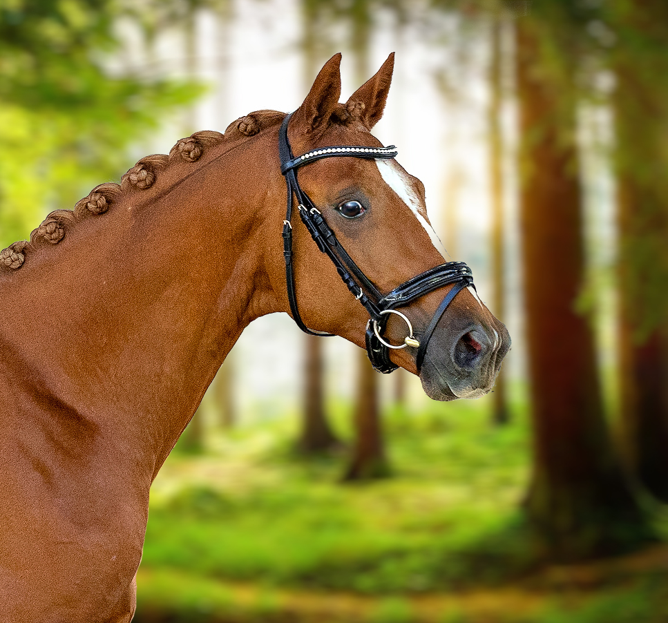 Hyltonius Trakehner Hengst