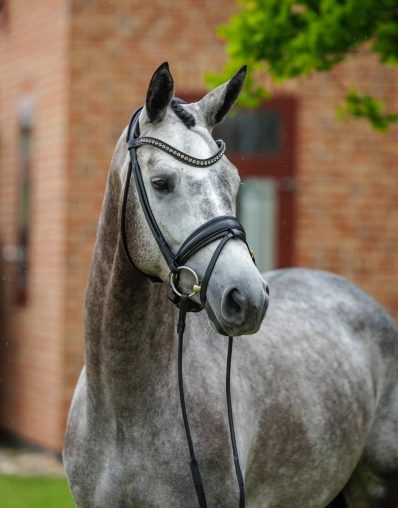 Biennale Trakehner Stute