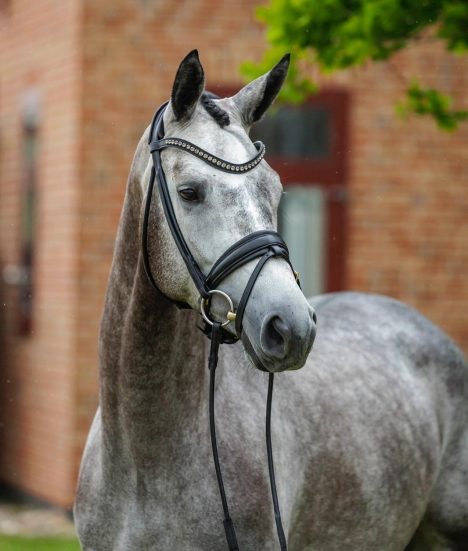 Biennale Trakehner Stute
