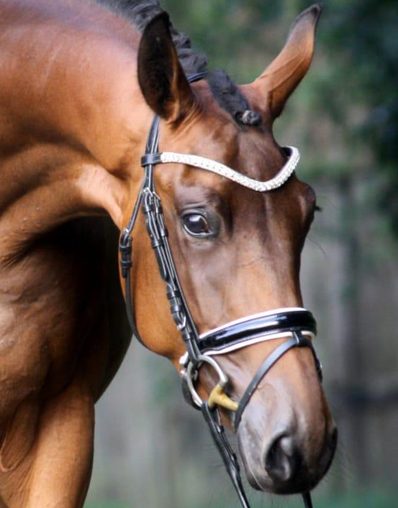 Seeroeschen Trakehner Stute