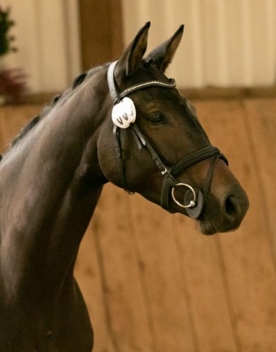 Teichblüte vUndercover x Hirtentanz SLP USlar22_-2