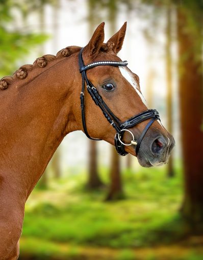 Hyltonius Trakehner Hengst